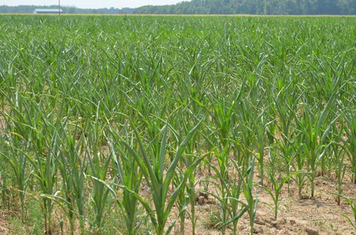 Property photo 9 - 51.5 Acres Offered in 5 tracts, 2 Farm Sites